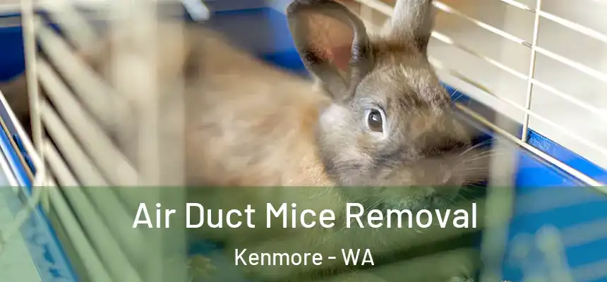 Air Duct Mice Removal Kenmore - WA